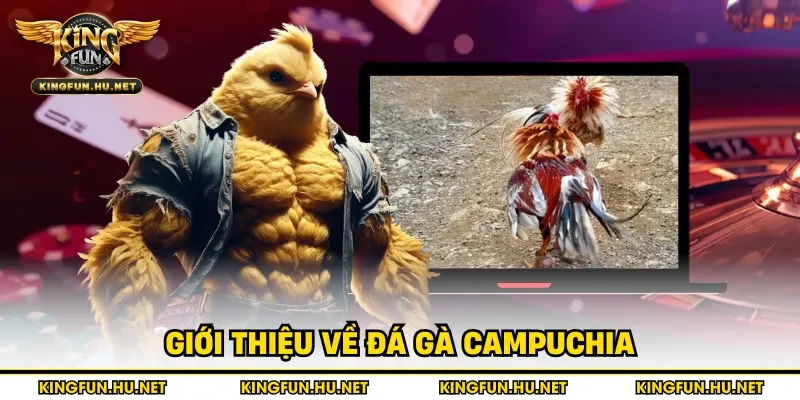 Giới thiệu về đá gà Campuchia