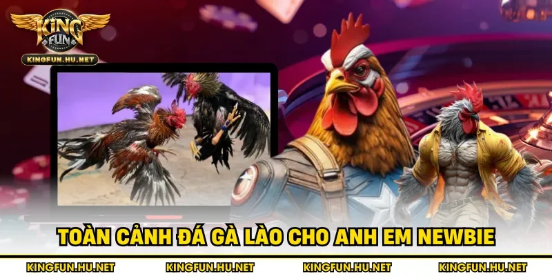 Toàn cảnh đá gà Lào cho anh em newbie